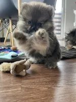 Bear, a male Pomeranian for sale in Morrison, CO – 5 of 5