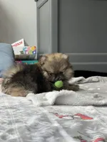 Bear, a male Pomeranian for sale in Morrison, CO – 4 of 5