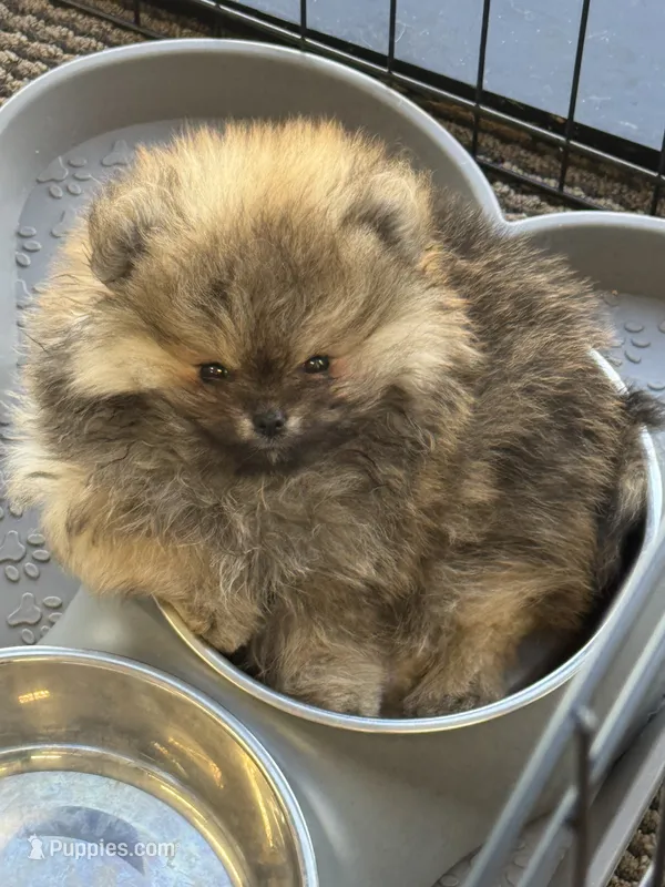 Sugar Plum – Pomeranian puppy for sale in Morrison, CO