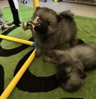 Blue, a male Keeshond for sale in Morrison, CO – 2 of 2