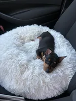 Summit, a male Miniature Pinscher for sale in Lawrenceville, GA – 2 of 4