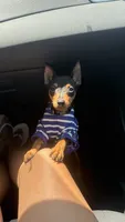 Summit, a male Miniature Pinscher for sale in Lawrenceville, GA – 1 of 4