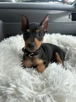 Summit, a male Miniature Pinscher for sale in Lawrenceville, GA – 4 of 4