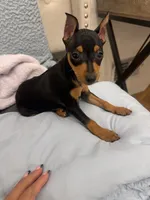 Summit, a male Miniature Pinscher for sale in Lawrenceville, GA – 3 of 4