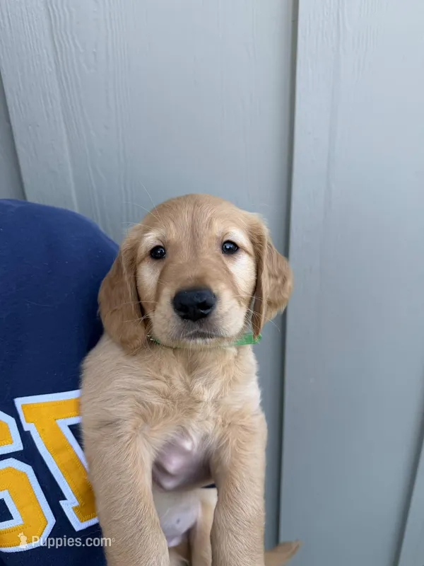 Bean – Golden Retriever puppy for sale in San Diego, CA