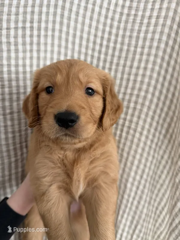Ryder – Golden Retriever puppy for sale in San Diego, CA