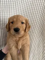 Ryder, a male Golden Retriever for sale in San Diego, CA – 1 of 1