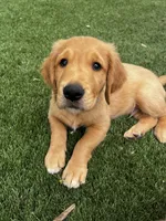 Georgie, a male Golden Retriever for sale in San Diego, CA – 5 of 7