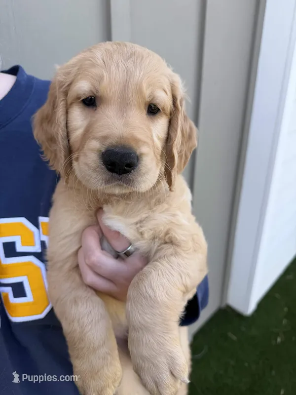 Hank – Golden Retriever puppy for sale in San Diego, CA