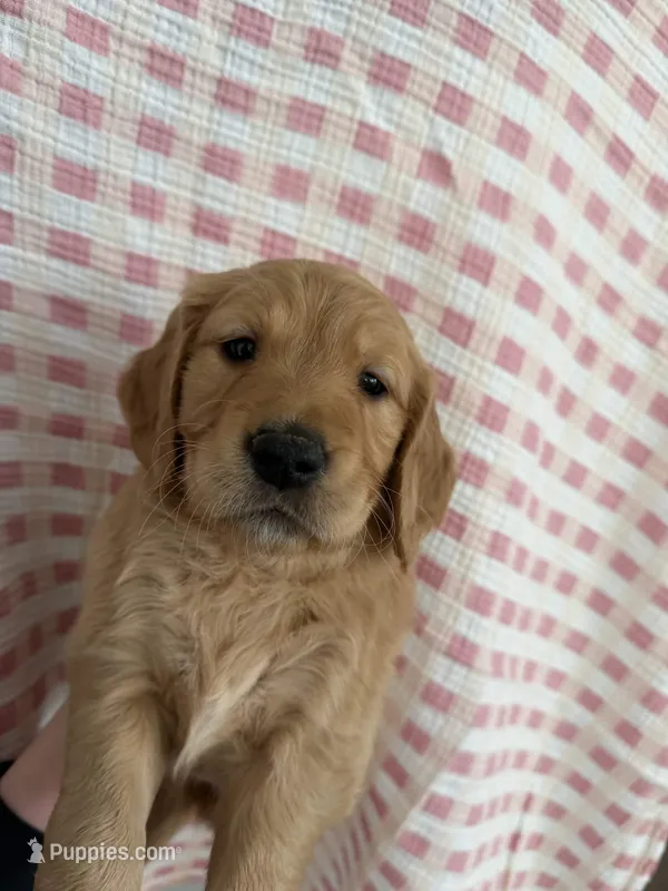 Dahlia – Golden Retriever puppy for sale in San Diego, CA