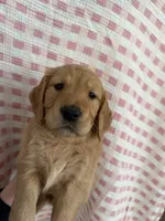 Dahlia, a female Golden Retriever for sale in San Diego, CA – 1 of 1