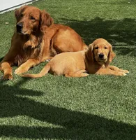 Georgie, a male Golden Retriever for sale in San Diego, CA – 7 of 7