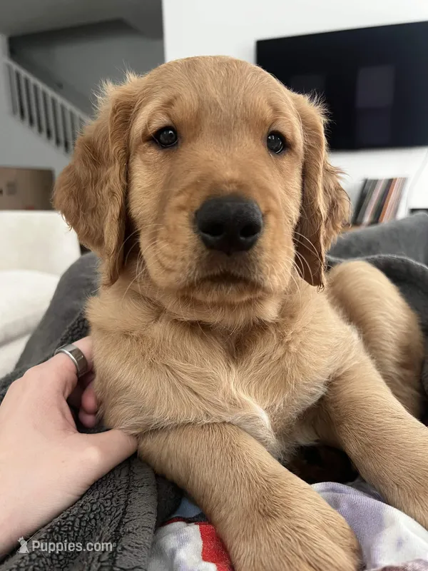 Murphy – Golden Retriever puppy for sale in San Diego, CA
