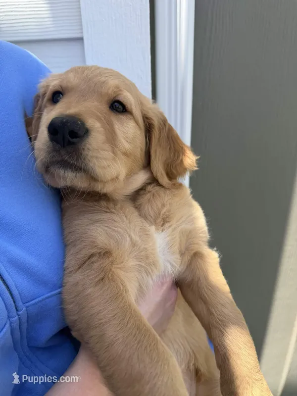Daffodil – Golden Retriever puppy for sale in San Diego, CA