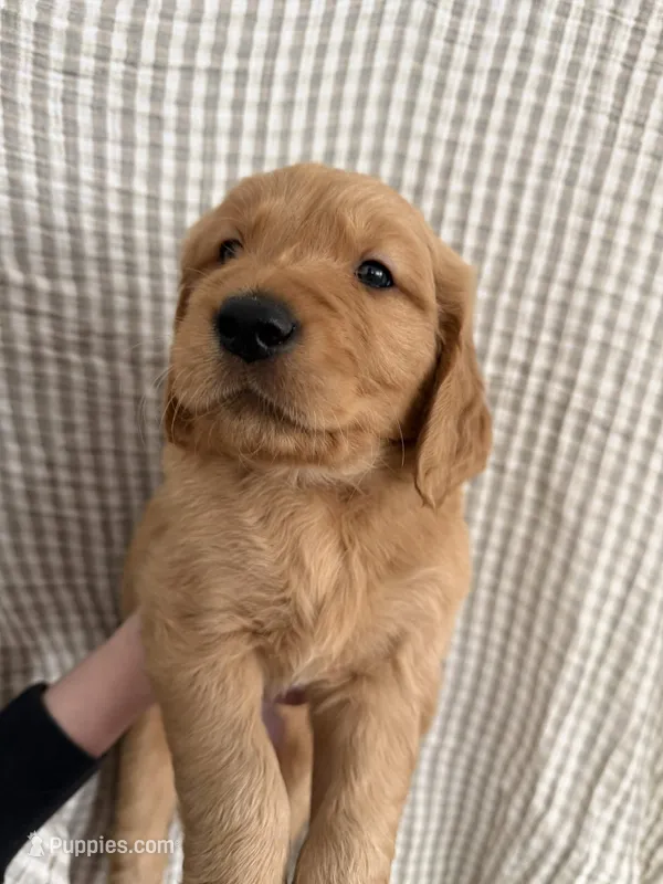 Chester – Golden Retriever puppy for sale in San Diego, CA