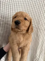 Chester, a male Golden Retriever for sale in San Diego, CA – 1 of 1