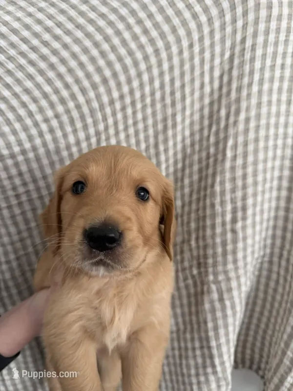 Georgie – Golden Retriever puppy for sale in San Diego, CA