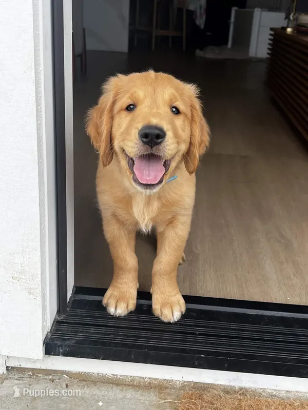 Georgie – Golden Retriever puppy for sale in San Diego, CA