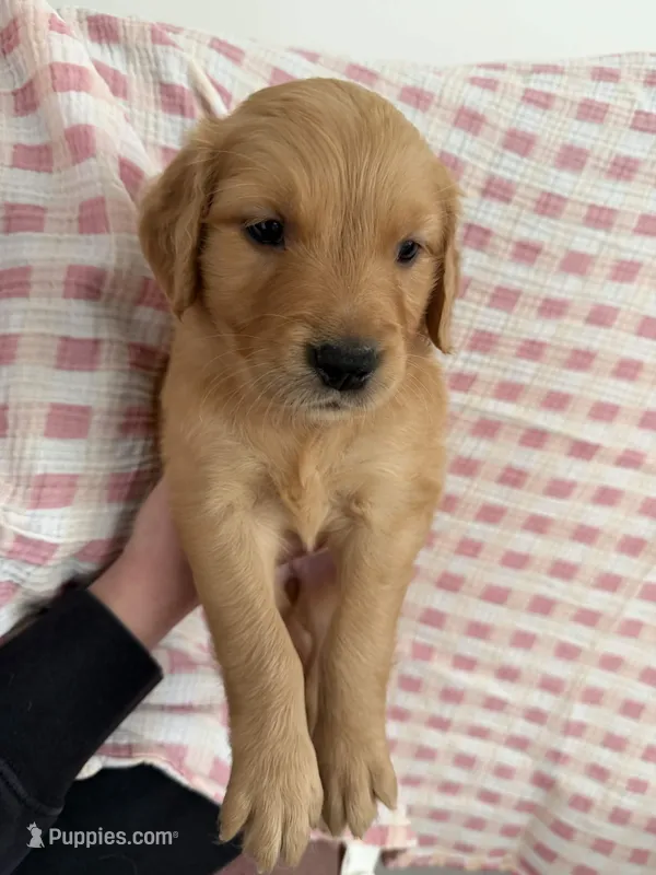 Violet – Golden Retriever puppy for sale in San Diego, CA