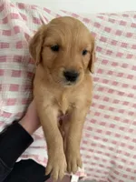 Violet, a female Golden Retriever for sale in San Diego, CA – 1 of 1