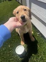 Lola, a female Golden Retriever for sale in San Diego, CA – 4 of 5