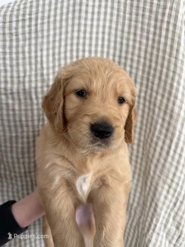 Hank – Golden Retriever puppy for sale in San Diego, CA