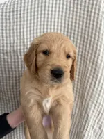 Hank, a male Golden Retriever for sale in San Diego, CA – 1 of 1