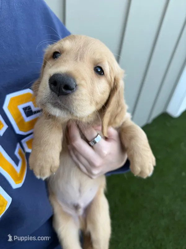 Georgie – Golden Retriever puppy for sale in San Diego, CA