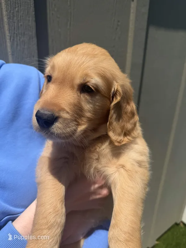 Violet – Golden Retriever puppy for sale in San Diego, CA