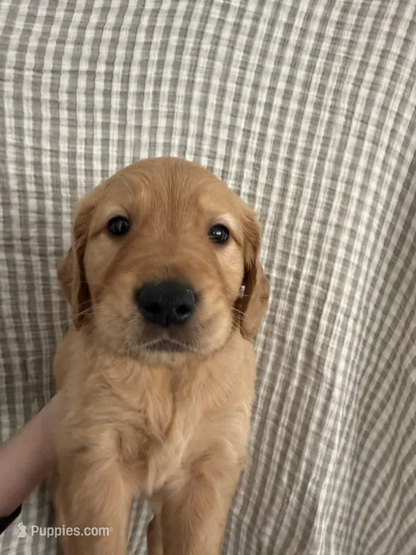 Bean – Golden Retriever puppy for sale in San Diego, CA