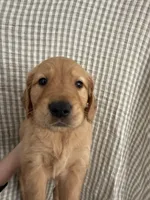 Bean, a male Golden Retriever for sale in San Diego, CA – 1 of 1
