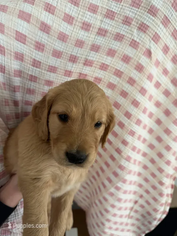 Daffodil – Golden Retriever puppy for sale in San Diego, CA