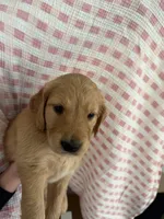 Daffodil, a female Golden Retriever for sale in San Diego, CA – 1 of 1