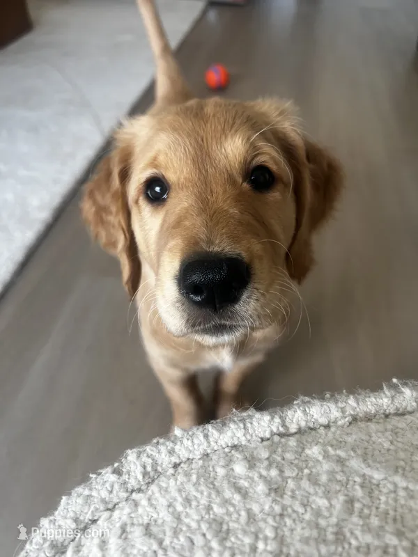 Lola – Golden Retriever puppy for sale in San Diego, CA