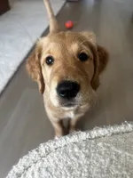 Lola, a female Golden Retriever for sale in San Diego, CA – 1 of 5