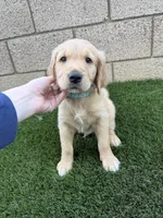 Georgie, a male Golden Retriever for sale in San Diego, CA – 4 of 7