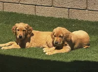 Lola, a female Golden Retriever for sale in San Diego, CA – 3 of 5