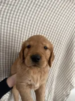 Murphy, a male Golden Retriever for sale in San Diego, CA – 1 of 1