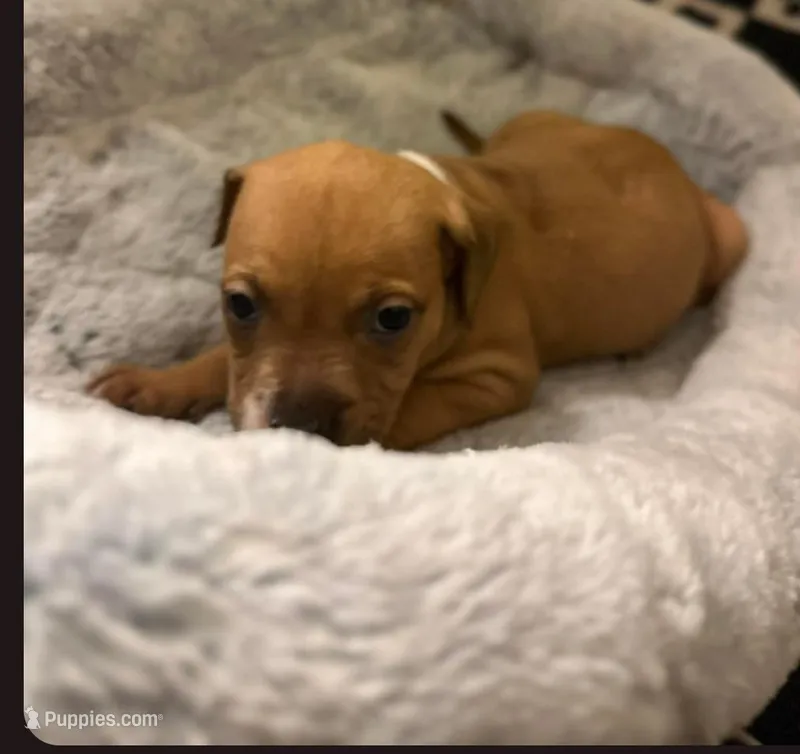 Paris – Staffordshire Bull Terrier puppy for sale in Fort Lauderdale, FL