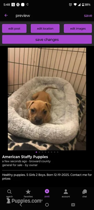 Melioidosis  – Staffordshire Bull Terrier puppy for sale in Fort Lauderdale, FL