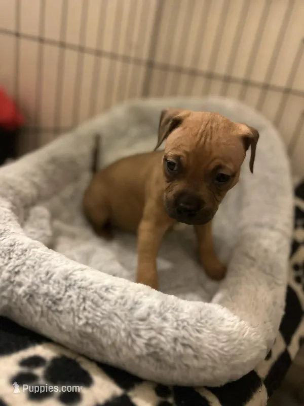Zeldris – Staffordshire Bull Terrier puppy for sale in Fort Lauderdale, FL