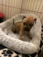 Zeldris, a male Staffordshire Bull Terrier for sale in Fort Lauderdale, FL – Photo 1 of 2