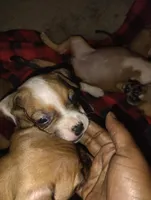 Tokyo , a female Staffordshire Bull Terrier for sale in Fort Lauderdale, FL – Photo 3 of 3