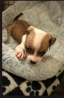 Tokyo , a female Staffordshire Bull Terrier for sale in Fort Lauderdale, FL – Photo 2 of 3