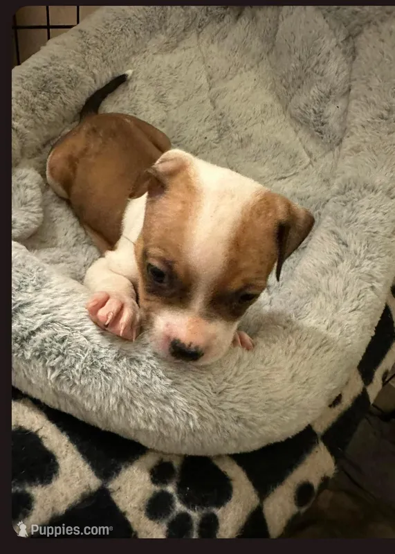 Tokyo  – Staffordshire Bull Terrier puppy for sale in Fort Lauderdale, FL
