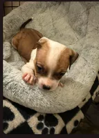 Tokyo , a female Staffordshire Bull Terrier for sale in Fort Lauderdale, FL – Photo 1 of 3