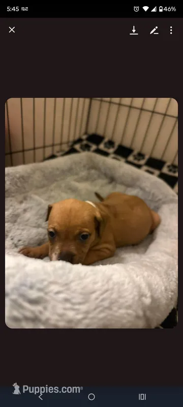 Paris – Staffordshire Bull Terrier puppy for sale in Fort Lauderdale, FL