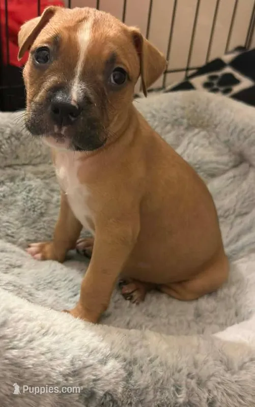 Dior – Staffordshire Bull Terrier puppy for sale in Fort Lauderdale, FL