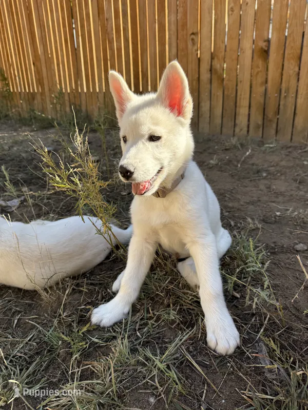 Brown Collar – Siberian Husky puppy for sale in Colorado Springs, CO