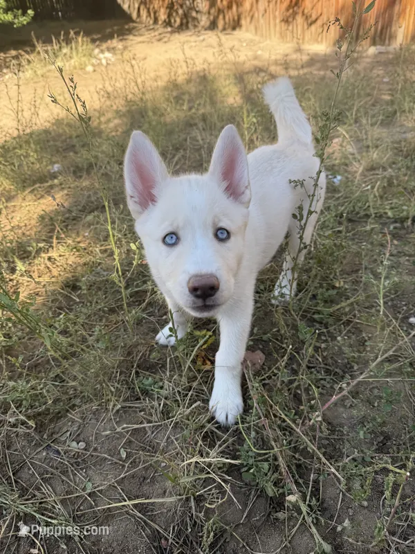 Pink Collar – Siberian Husky puppy for sale in Colorado Springs, CO